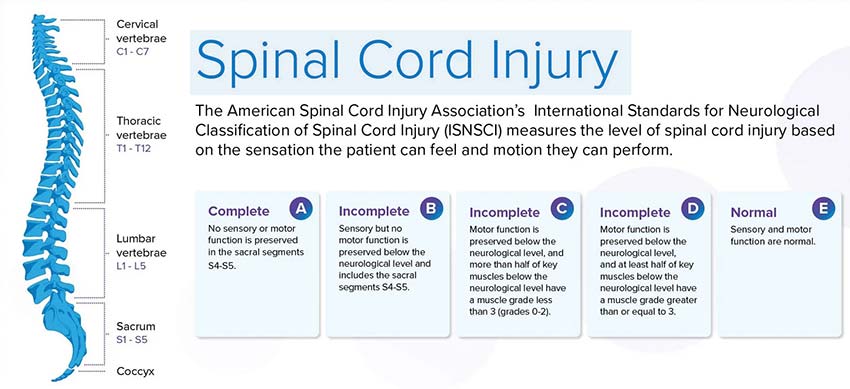 anatomy of the spinal cord