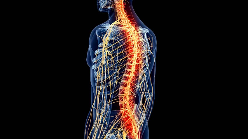 spinal cord communication